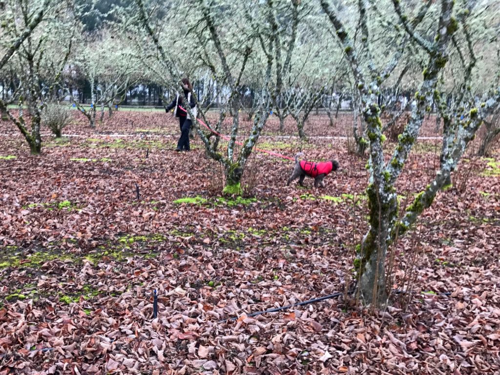 THE TRUFFLE SHUFFLE WHERE TO FIND TRUFFLES IN ITALY Travel Honey