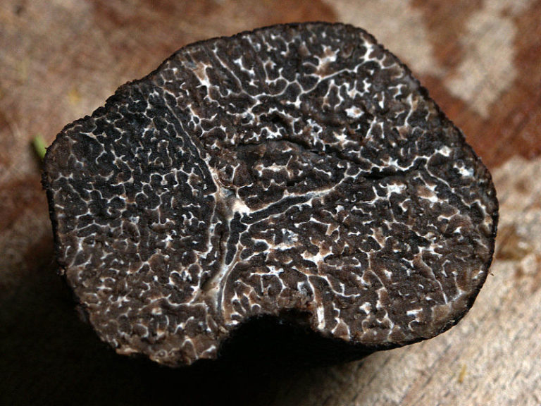 THE TRUFFLE SHUFFLE: WHERE TO FIND TRUFFLES IN ITALY - Travel Honey