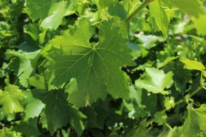 Grape Leaves Douro Valley