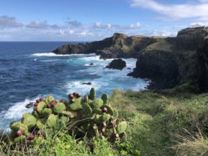 Azores-Sao-Miguel-Sao-Vincente-Cactus-Ocean