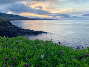 Azores-Sao-Miguel-North-Coast-Purple-Flowers