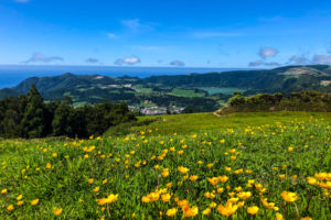 Furnas-Sao-Miguel-Azores-Wildflowers
