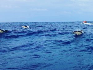 Azores-Sao-Miguel-Dolphin Viewing-During-Whale-Watching