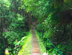 Azores-Hike-Rain-Wet-Weather-in-January-Forest-Bridge