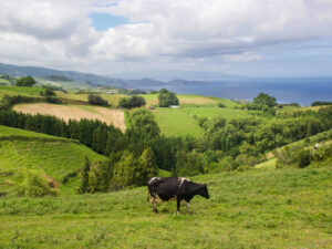 Azores-Sao-Miguel-Cow-Field