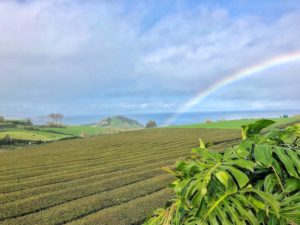 Best-Time-to-Visit-Azores-Sao-Miguel-Rainbow-Tea-Plantation