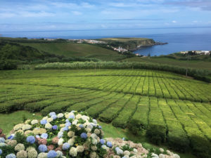 Azores-Weather-in-September-Sao-Miguel-Tea-Plantation-Hydrangeas