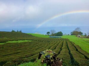 Azores-Sao-Miguel-Tea-Plantation-Rainbow