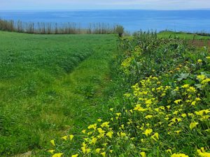 Best-Time-to-Visit-Azores-for-Wildflowers-Sao-Miguel