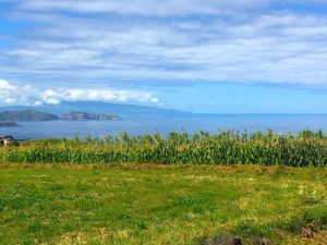 Corn-ocean-view-Sao-Miguel-Azore-Hike