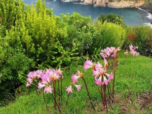 Naked-Ladies-Flowers-Ribeira-Grande-Sao-Miguel-Azores