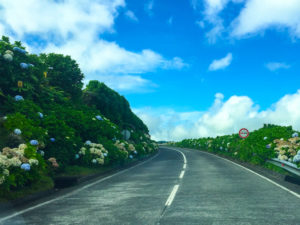 Road-Hydrangeas-Sete-Cidades-Sao-Miguel-Azores