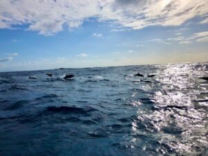 Sao-Miguel-Azores-Whale-Watching-Dolphins